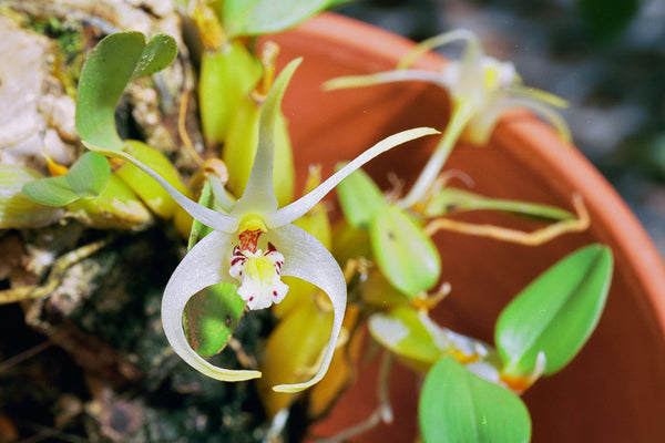 DIPLOCAULOBIUM CHYSOTROPIS