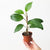 Anthurium scandens