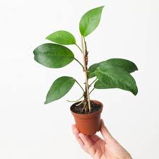 Anthurium scandens