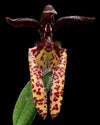 Orquidea Bulbophyllum lasiochilum