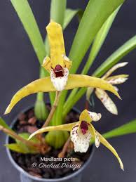 Orquidea Maxillaria picta