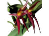Orquidea Bulbophyllum nymphopolitanum