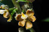 Orquidea Encyclia maculosa