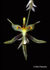 Orquidea Sigmatostalix sp.
