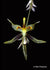 Orquidea Sigmatostalix sp.