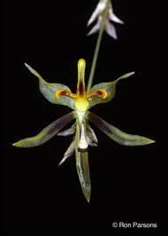 Orquidea Sigmatostalix sp.