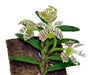 Orquidea Trichoglotis pusilla