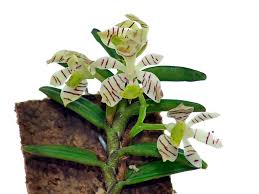 Orquidea Trichoglotis pusilla