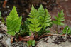 Helecho Humata repens ( sin. Davallia repens)