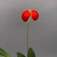 Orqidea Masdevallia ignea