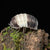Isopodos Cubaris panda king