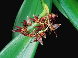 Orquidea Pleurothallis secunda