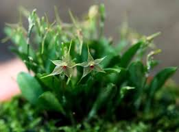 Orquidea Patystele caudatisepala