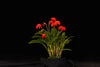 Orqidea Masdevallia ignea