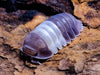 Isopodos Cubaris panda king