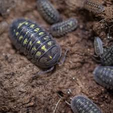 Isopodos Armadillidium granulatum