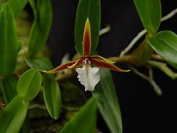 ORQUIDEA DINEMA POLYBULBON