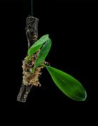 ORQUIDEA BULBOPHYLLUM LEPIDUM