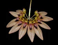 ORQUIDEA BULBOPHYLLUM LEPIDUM