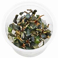 BUCEFALANDRA THEIA RED IN VITRO