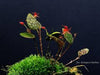LEPANTHES BARBELIFERA