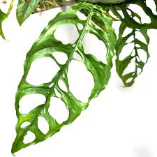 MONSTERA OBLIQUASP. PERU