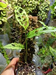 MONSTERA OBLIQUASP. PERU