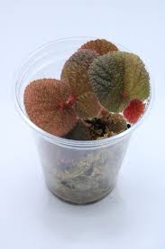 Begonia baik