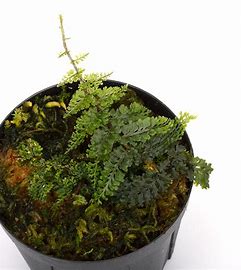 HELECHO TERATOPHYLLUM ROTUNDIFOLIUM