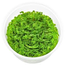 MONOSELENUM TENERUM IN VITRO