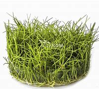 ELEOCHARIS SP. MINIMA