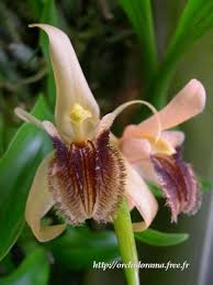Orquidea Coelogyne fuliginosa