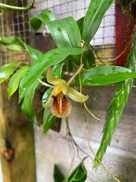Orquidea Coelogyne fuliginosa