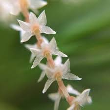 Orquidea Dendrochillum infractum