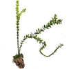 Helecho Licopodium hamiltonii