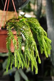 Helecho Licopodium hamiltonii