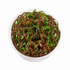 CRYPTOCORYNE SPIRALIS TIGER REDIN VITRO