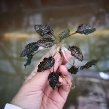 CRYPTOCORYNE STRIOLATA