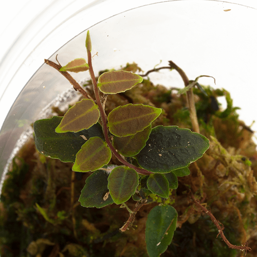 MARCGRAVIA SP. CONDOR "DARK"