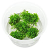 Musgo Riccardia chamedrifolia