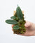 Orquidea Bulbophyllum frostii