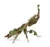 Phyllocrania paradoxa