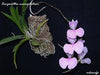 ORQUIDEA COMPARETTIA MACROPLECTRON