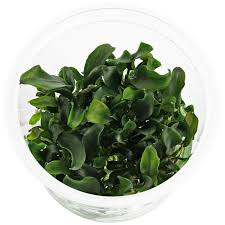 BUCEPHALANDRA SP CATHERINE IN VITRO