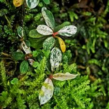 CRYPTOCORYNE STRIOLATA