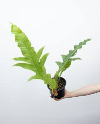 HELECHO AGLAOMORPHA HERACLEA