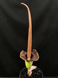 Amorphophalus konjac