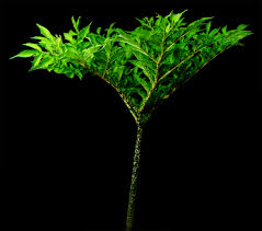 Amorphophalus konjac