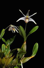 DIPLOCAULOBIUM CHYSOTROPIS