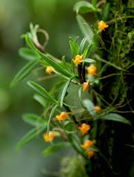 ORQUIDEA MEDIOCALCAR UMBOIENSE